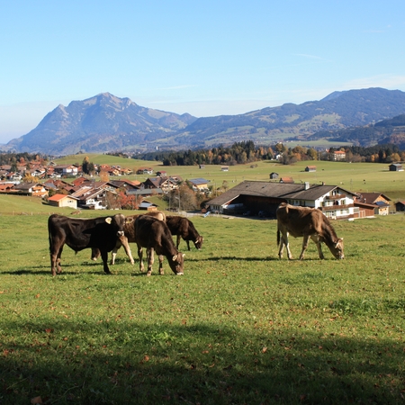 Hundetreffen 2011 im Allgäu (3)